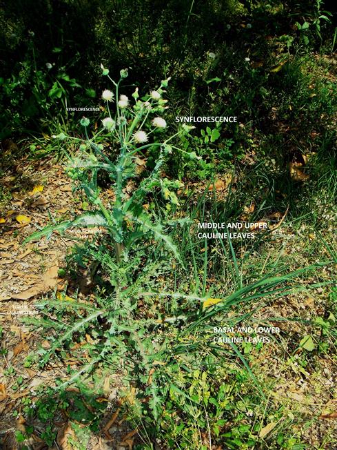 Sonchus asper